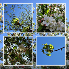 les fleurs de la semaine