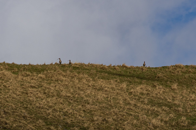 Curlews on the horizon