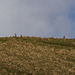 Curlews on the horizon