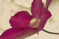 clematis close-up