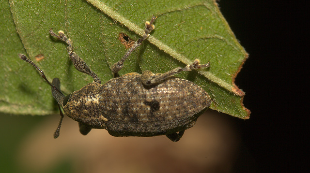 IMG 8655weevil