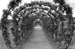 Pear Tunnel