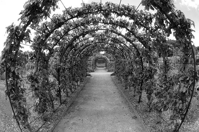 Pear Tunnel