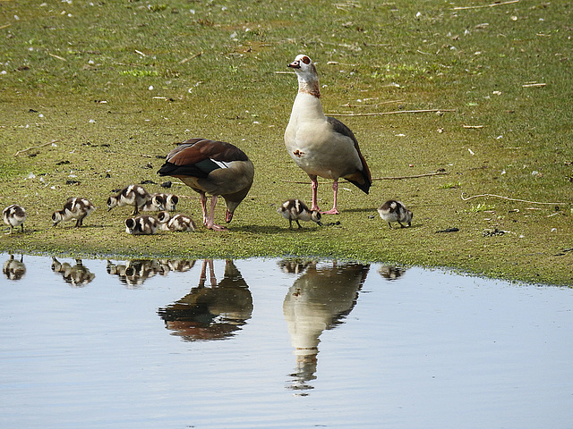 20170406 0199CPw [D~MS] Nilgans (Alopochen aegyptiaca), Rieselfelder, Münster