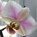 Orchidée Phalaenopsis