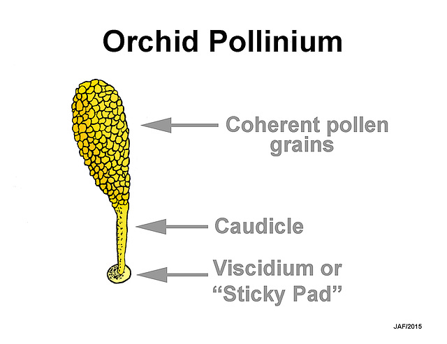 Platanthera Orchid Pollinium