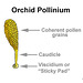 Platanthera Orchid Pollinium