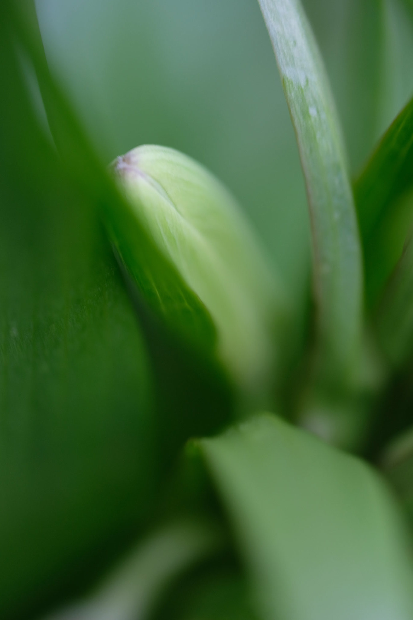 DSCF2648