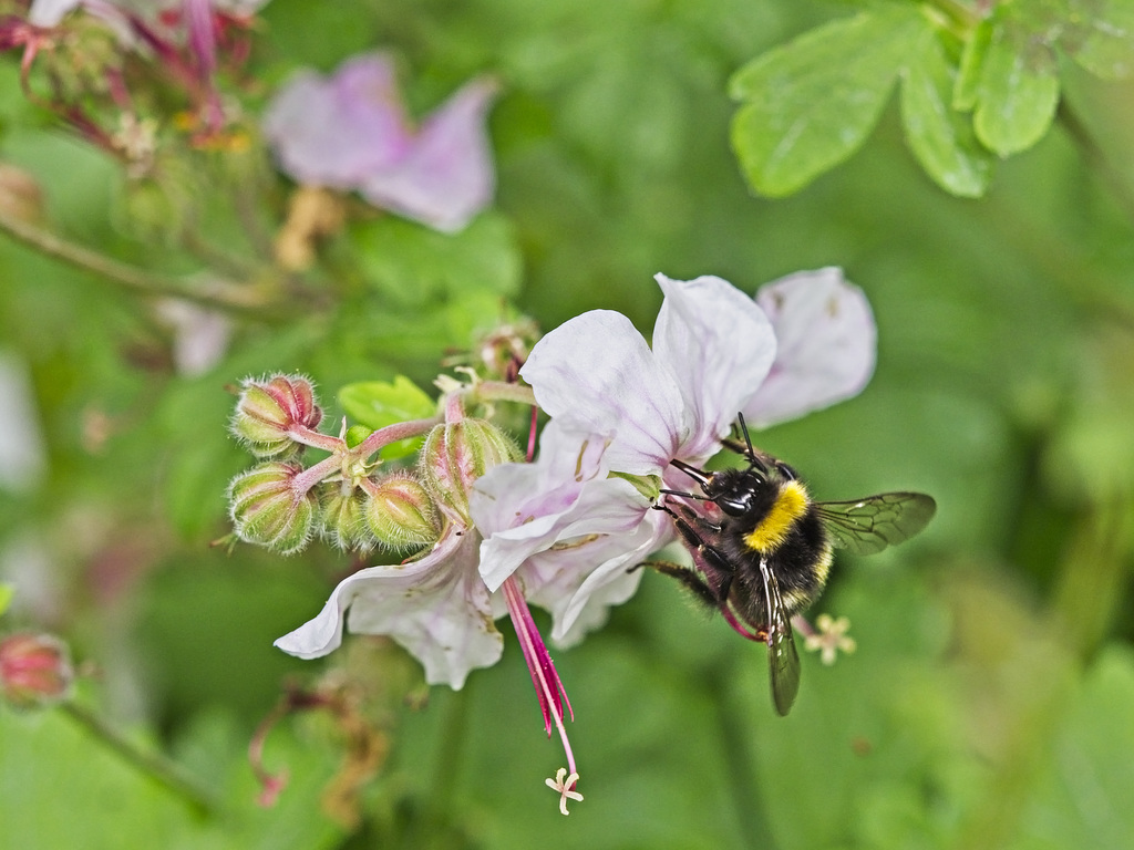Busy Bee
