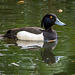 Tufted duck