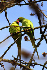 Perruches à collier