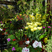 Flowers In The Greenhouse