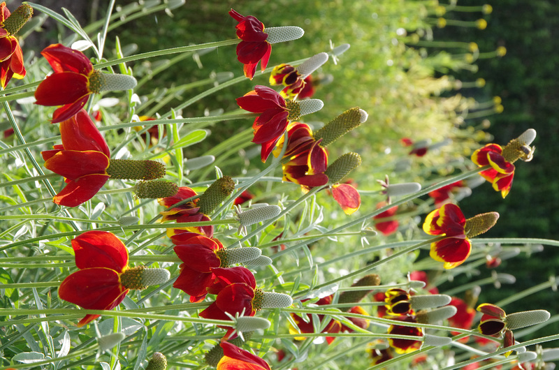 Mexican Hats
