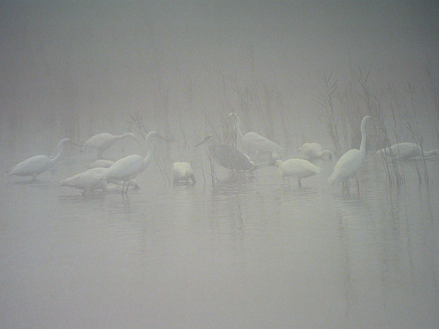 Reiher und Löffler im Morgennebel