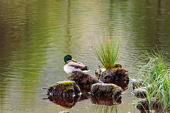 Duck on a Rock