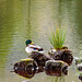 Duck on a Rock