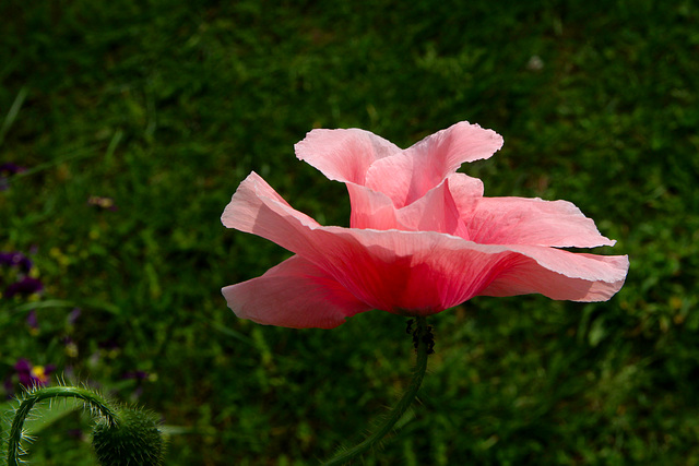Der ONE Mohn