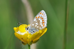 northern brown argus in buttercup
