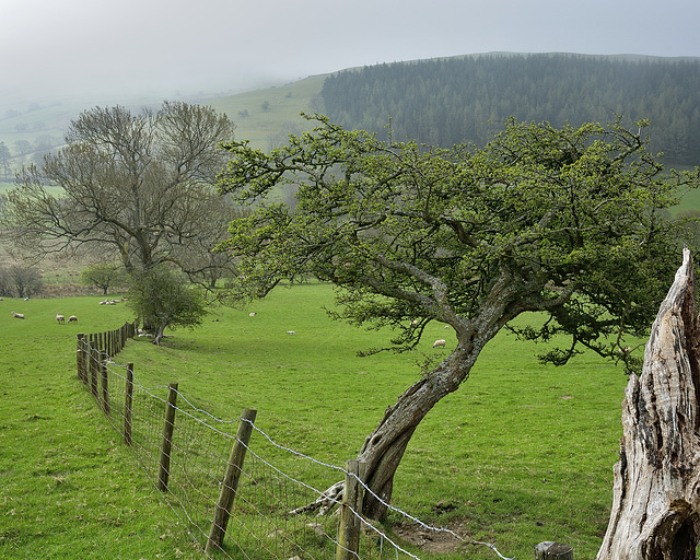 Wythop Valley, Cumbria, HFF