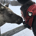 “I kissed a moose, I liked it”