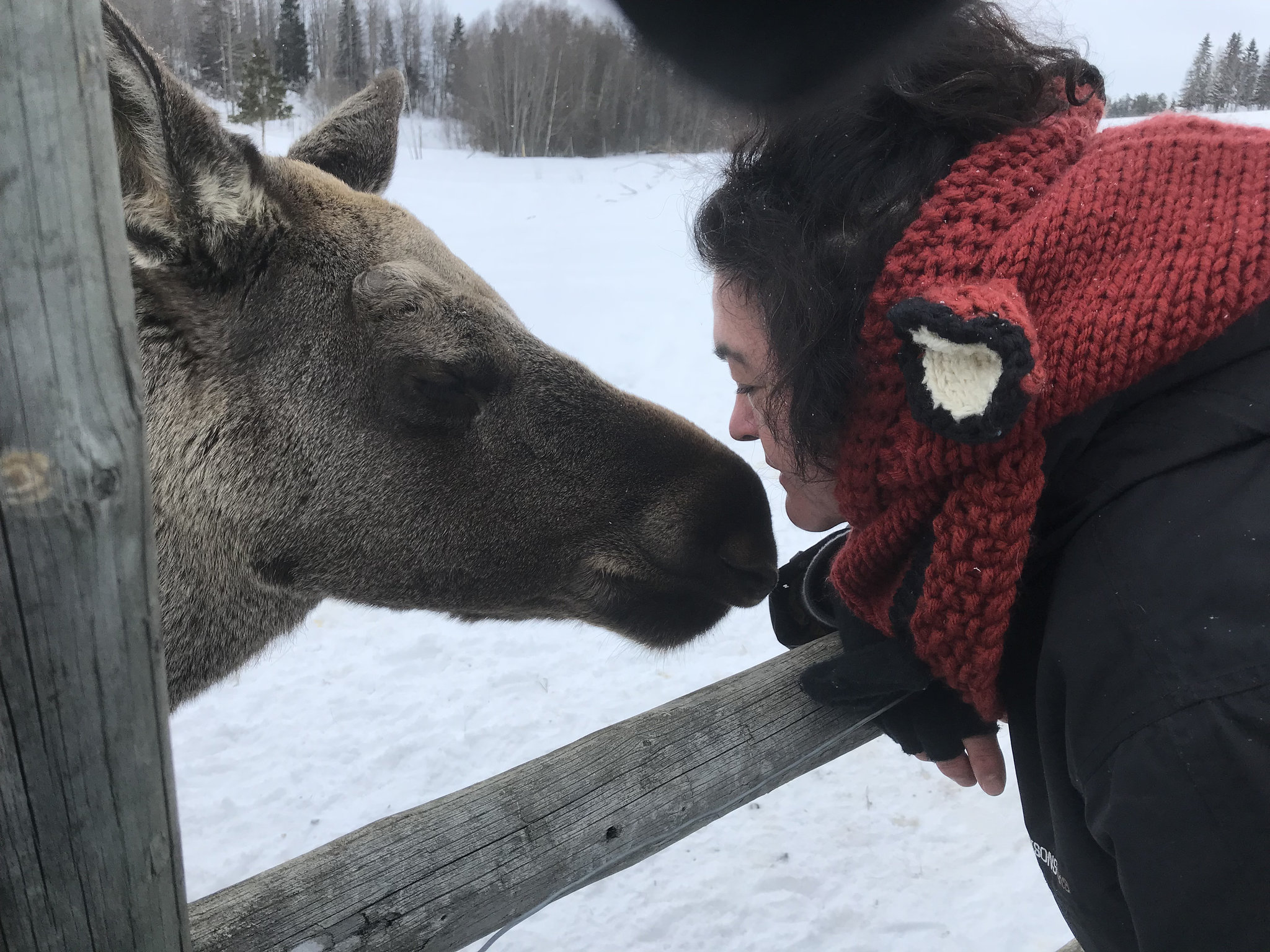 “I kissed a moose, I liked it”