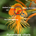 Platanthera ciliaris flower details