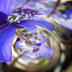 Anemone hepatica