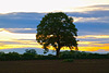 Lone tree at sunset