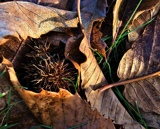 Left And Leaves