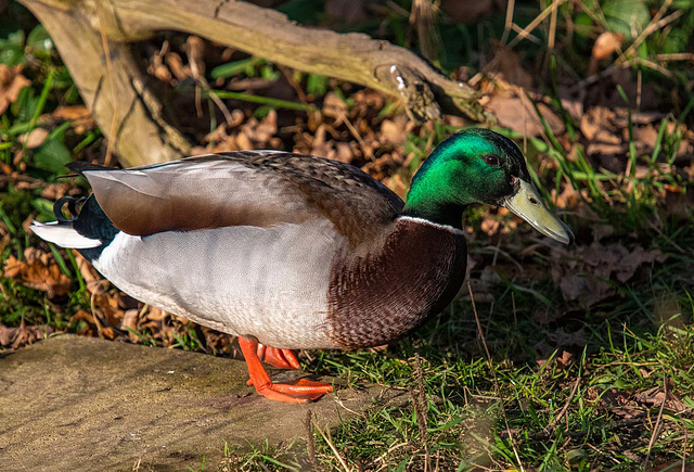 Mallard