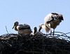 Storchennest