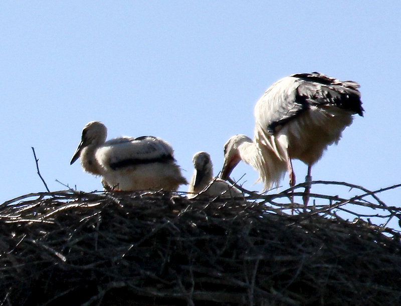 Storchennest