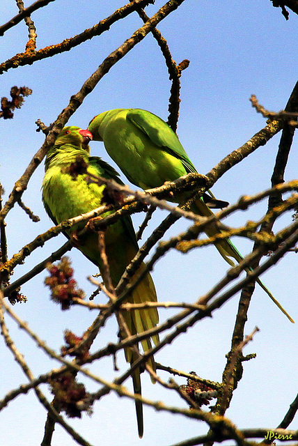 Perruches à collier