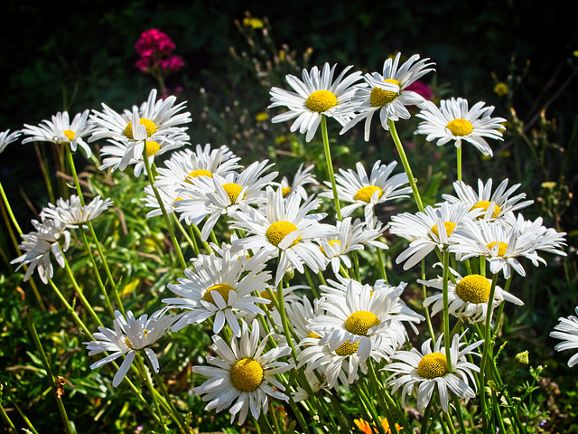 Windswept Daisies