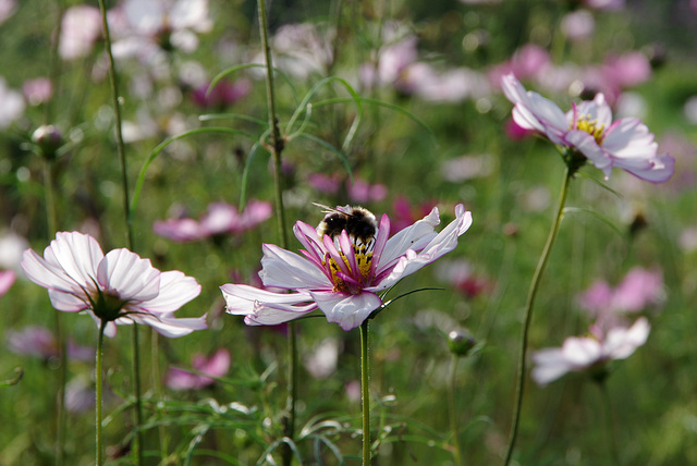 Bumble-bee on a cosmos flower