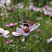 Bumble-bee on a cosmos flower
