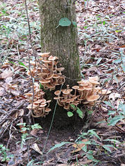Fungi 3