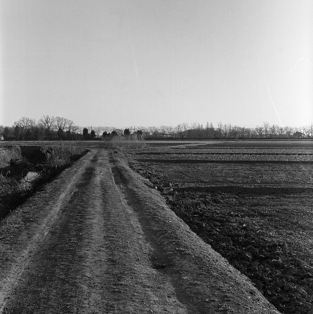 Dry winter fields