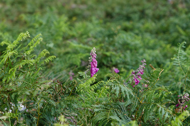 Dedaleira / Digitalis purpurea