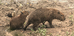 EF7A0324-CR2 DxO DeepPRIME -1Capybarav2