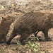 EF7A0324-CR2 DxO DeepPRIME -1Capybarav2 EF7A0324-CR2 DxO DeepPRIME -1Capybarav2