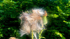 Arctium lappa (3)