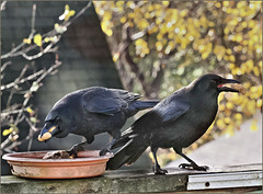Crows. Peanuts. Crows. Peanuts.
