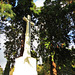 brookwood military cemetery, surrey