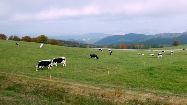 Oberrheinische Tiefebene am Rande der Vogesen