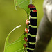 Tetrio Sphinx Moth caterpillar / Pseudosphinx tetrio, Tobago, Day 2