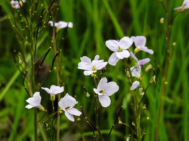 20170501 0799CPw [D~LIP]   Wiesen-Schaumkraut (Cardamine pratensis), Bad Salzuflen