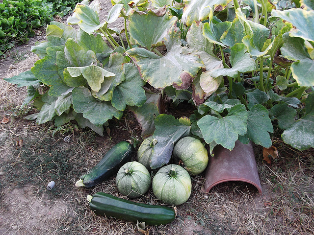 Courgettes bio, pour la ratatouille/piperade (photo n°2)