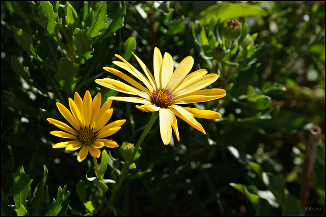 Bornholmer Margeriten