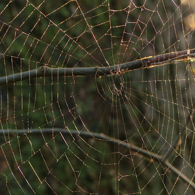 Day 4, spider's web, Pt Pelee